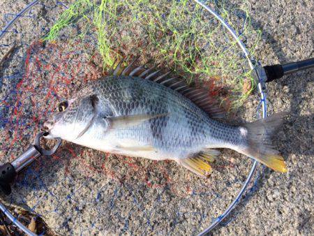 淀川河口　チニングで良型キビレがヒット